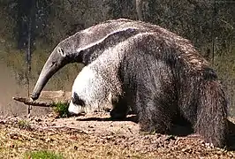 Brown and white anteater