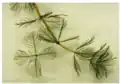 Myriophyllum spicatum (Eurasian watermilfoil)