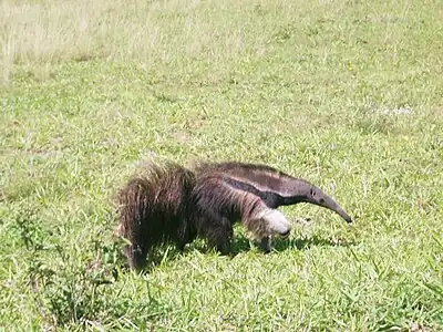 Giant anteater