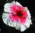 Pink and white flower