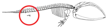 Image 6The skeleton of a bowhead whale with the hind limb and pelvic bone structure circled in red. This bone structure stays internal during the entire life of the species. (from Evolution of cetaceans)