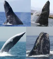 A humpback whale breaching