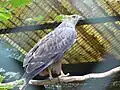 Common buzzard