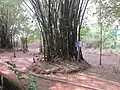 On April 29, 1975, a bomb exploded in this bamboo bush, damaging part of the temple.