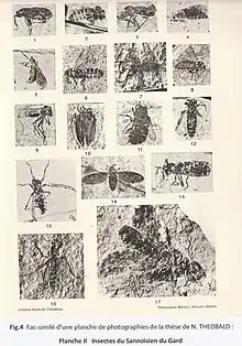 Pict. 4: Thesis of Nicolas Théobald, pl. II, Insects of Sannoisien du Gard