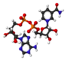 Ball-and-stick model of the oxidized form