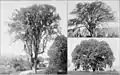 Early photos of New England American elms, showing growth patterns, The New International Encyclopædia (1905)