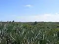 Natural landscape at North Peninsula State Park