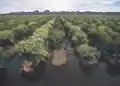 Furrow flood irrigation on a field of broccoli raised for seed in Yuma, Arizona.