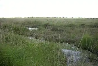 Image 8A bog in Ostfriesland (from Bog)