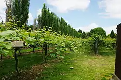 Kiwifruit orchard at Te Puke