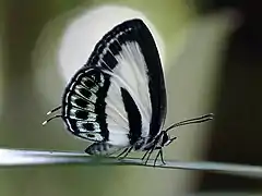 Green-banded line-blue in Cairns