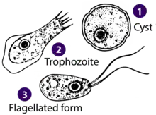 Different stages of "Naegleria fowleri"