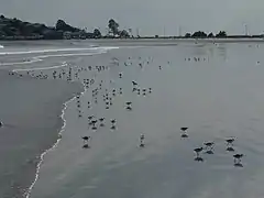 shorebirds, with Little Nahant in the distance