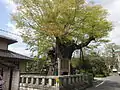 Keyaki Tree（Tsuyama City Natural Monument）