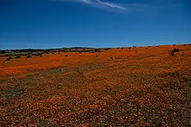 Namaqua NP3