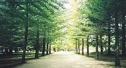 The metasequoia trees in Namiseom are a "sacred site" for fans of Winter Sonata and are a site of seichi junrei. After the broadcast of Winter Sonata, the area around the trees was improved to accommodate the uptick of visitors.