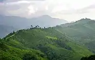 Doi Phu Kha area, Nan Province at the eastern end close to the Lao border