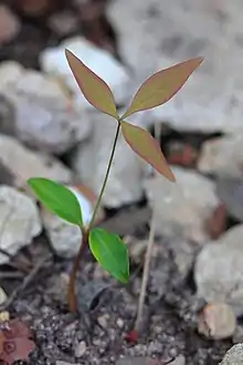 Seedling, with two green cotyledons, and a first red-green leaf