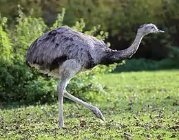 The greater rhea is the largest native bird in the Americas, weighing up to 40 kg (88 lb).