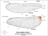 Drawing of Nannodiplax wings