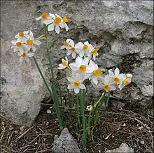 Flowers of Narcissus tazetta