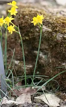 Flower of Narcissus gaditanus