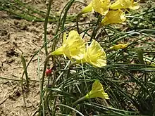 Flowers of Narcissus romieuxii