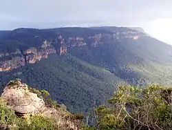 exposed cliff tops with shallow rocky soils are the preferred habitat of Eucalyptus cunninghamii, Blue Mountains National Park