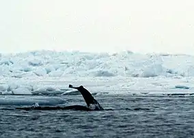 Photo of the tail fluke of a narwhal