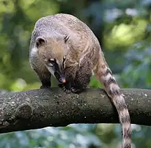 Brown procyonid with brown-striped tail on a branch