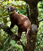 Brown procyonid in a tree