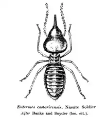 Termite nose gun illustration