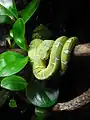 Emerald tree boa