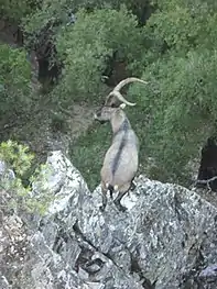 Capra pyrenaica victoriae in Las Casas del Conde, Sierra de Francia