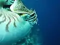 Close-up view of the eye of the Palau nautilus