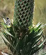 On a Lobelia deckenii plant