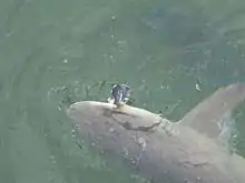 View from above of a sicklefin lemon shark hooked on a line, its head being pulled just above the water surface