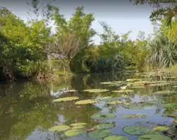 Nelukkulam Lotus Pond