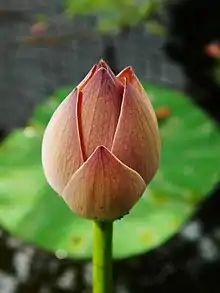 Image 37Bud of water lotus (Nelumbo nucifera), an aquatic plant. (from Wetland)