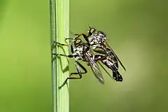 Mating pair