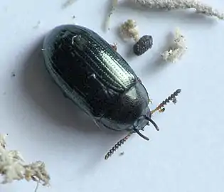 Neomida bicornis, male