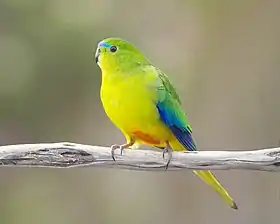 A light-green parrot with a green-yellow underside, and blue wingtips and marks above the beak