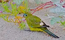  green parrot sitting on sand eating a plant