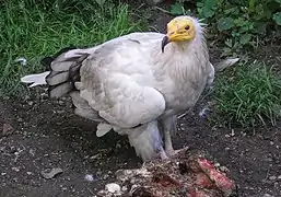 Egyptian vulture