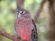 At Flying High Bird Habitat, Queensland.