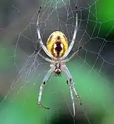 Neoscona theisi female ventral, Queensland, Australia