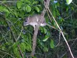 A rat, brownish above and white below, sitting on a nearly vertical stem within dense vegetation.