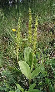 Twayblade