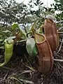 Nepenthes latiffiana lower pitchers and a single upper pitcher to the side.